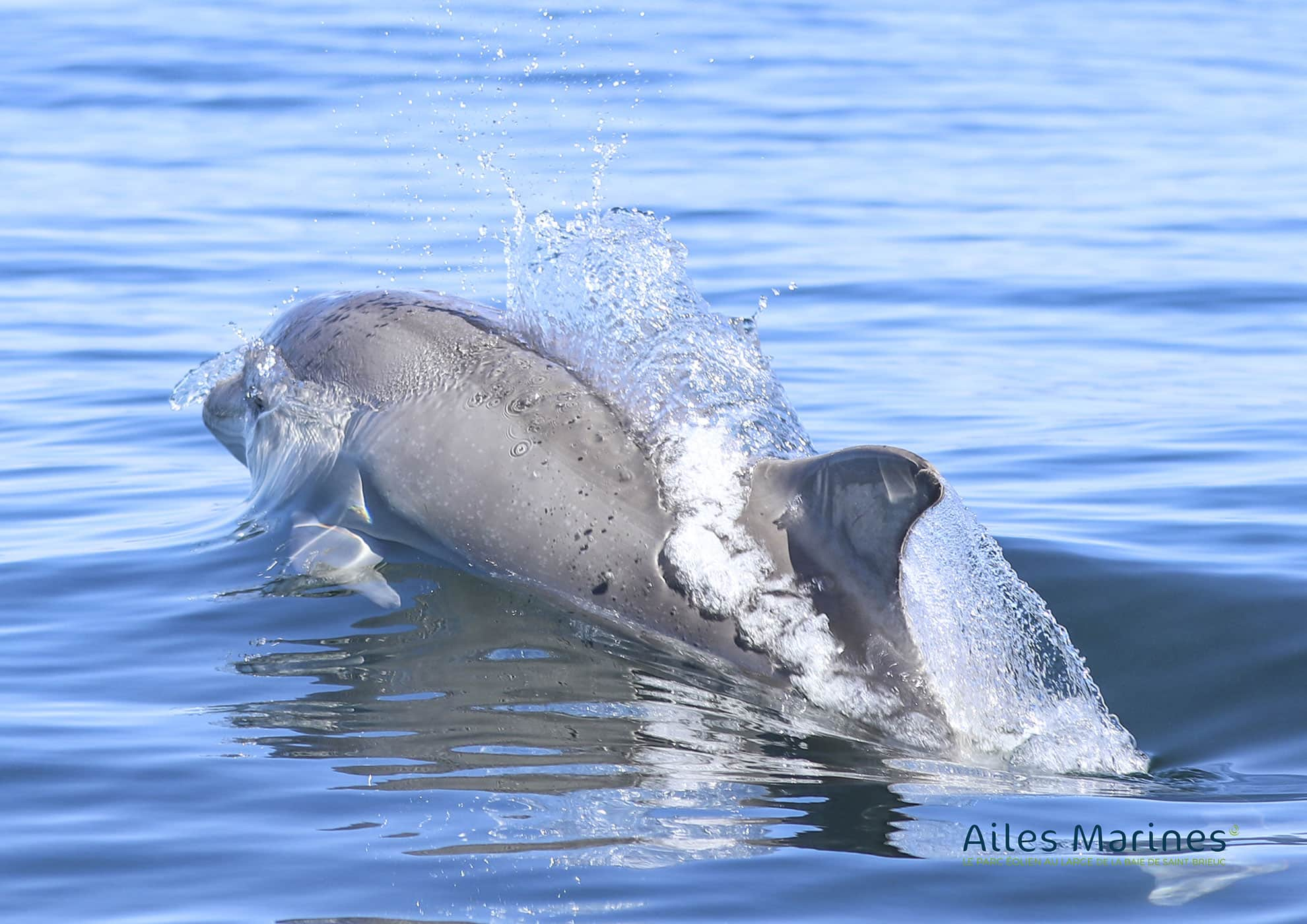 Image Suivi des mammifères marins par photo-identification