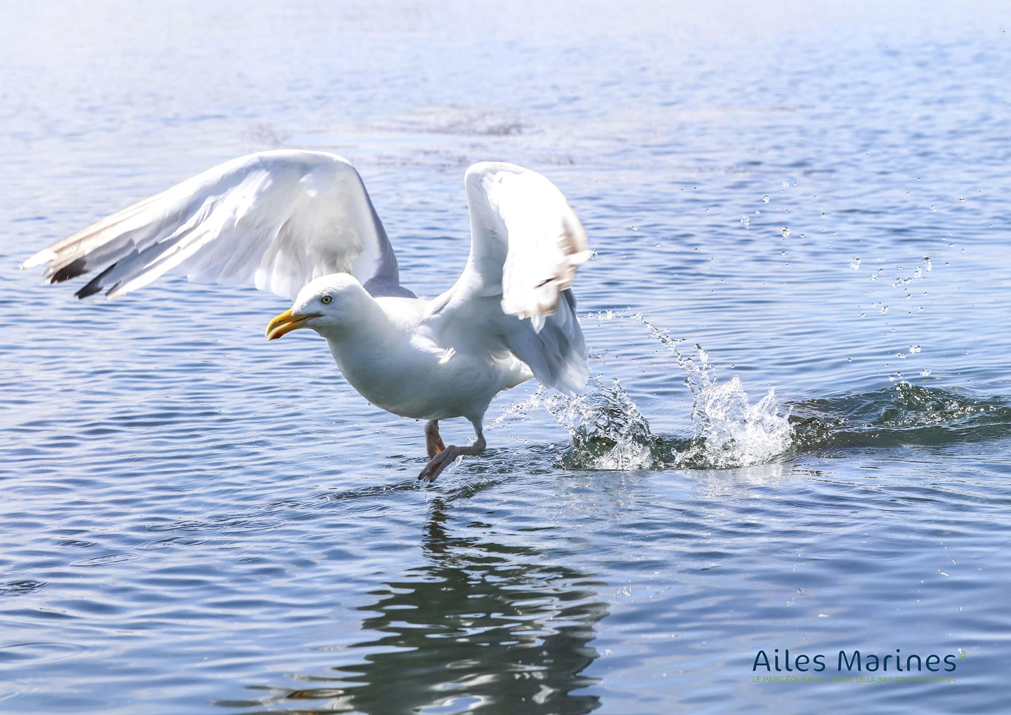 Image Suivi de l’Avifaune par radar maritime
