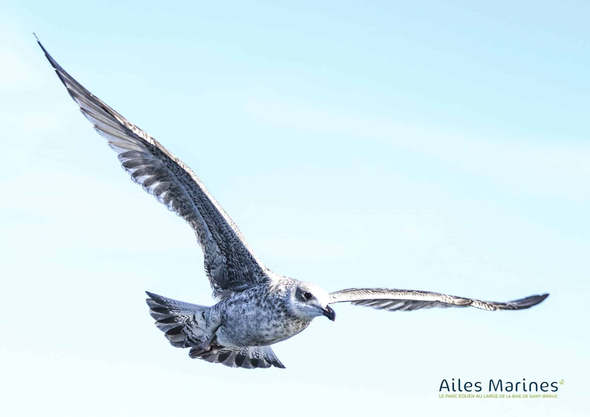 Image Suivi visuel des mammifères marins et des oiseaux