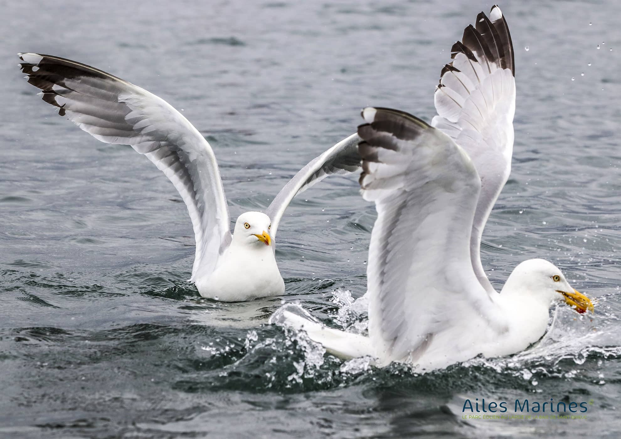 Image Suivi des colonies nicheuses