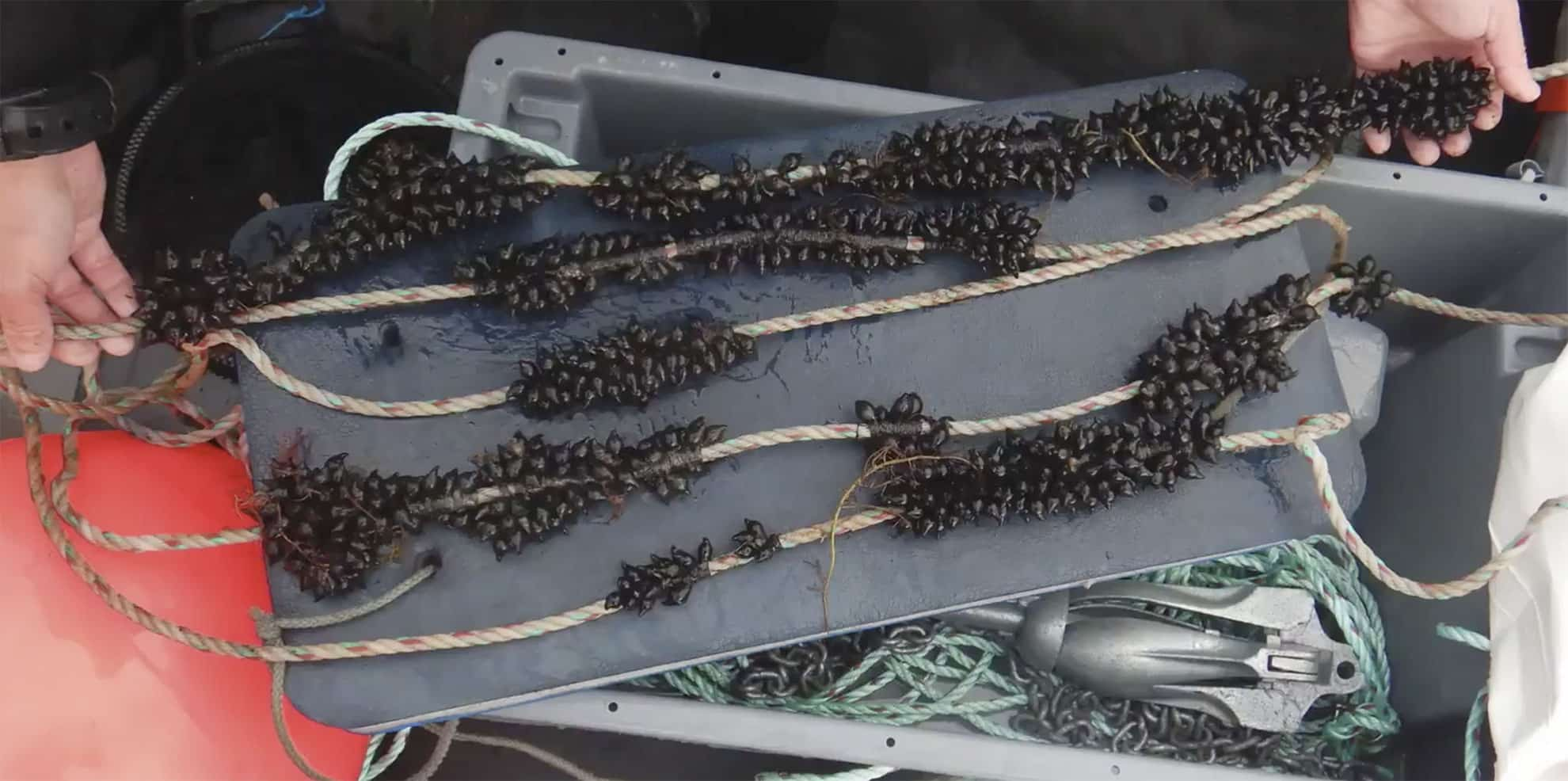 Image Étude d’impact du bruit sur la ressource halieutique