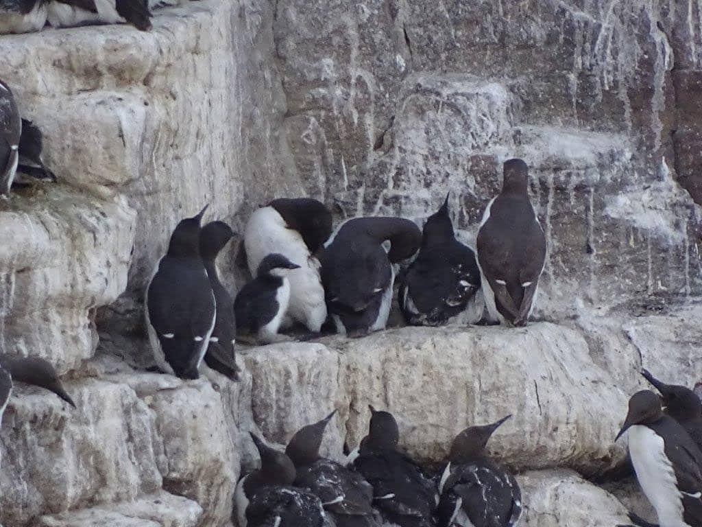 Image Suivi télémétrique des Alcidés