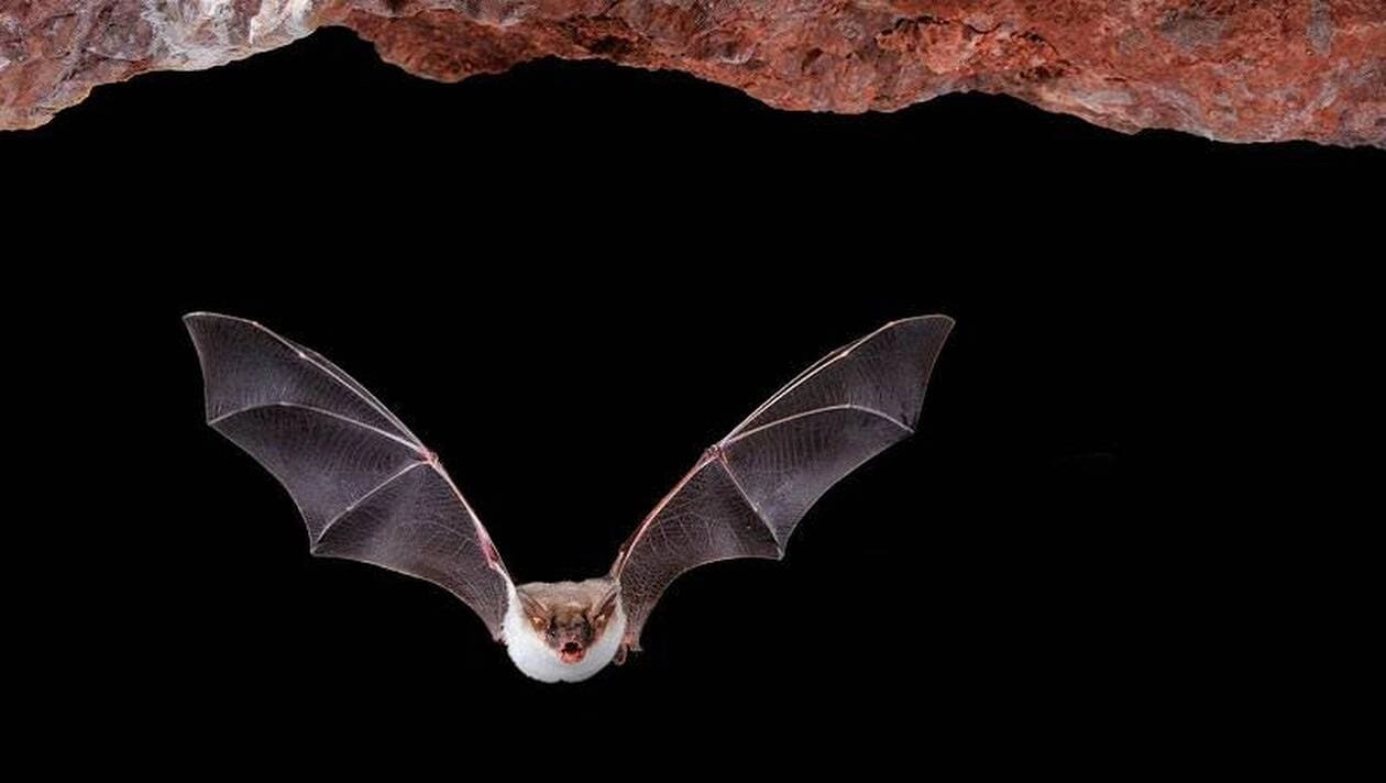 Image Suivi des chiroptères en phase d’exploitation