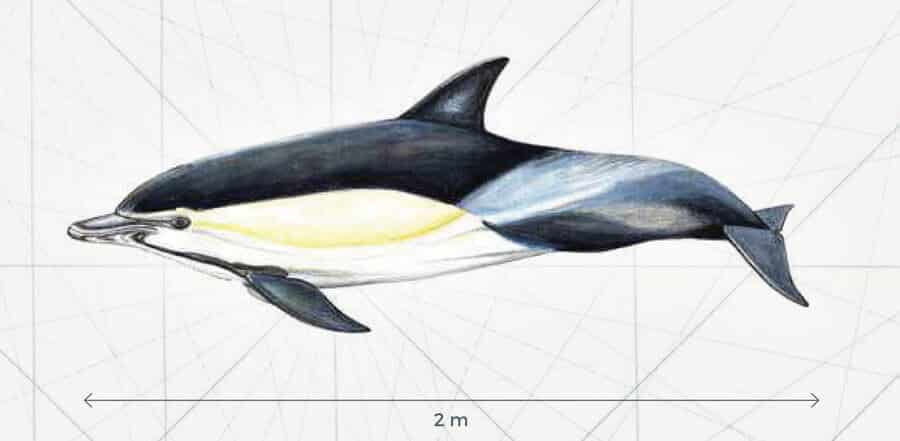 Image Amélioration de la quiétude des mammifères marins