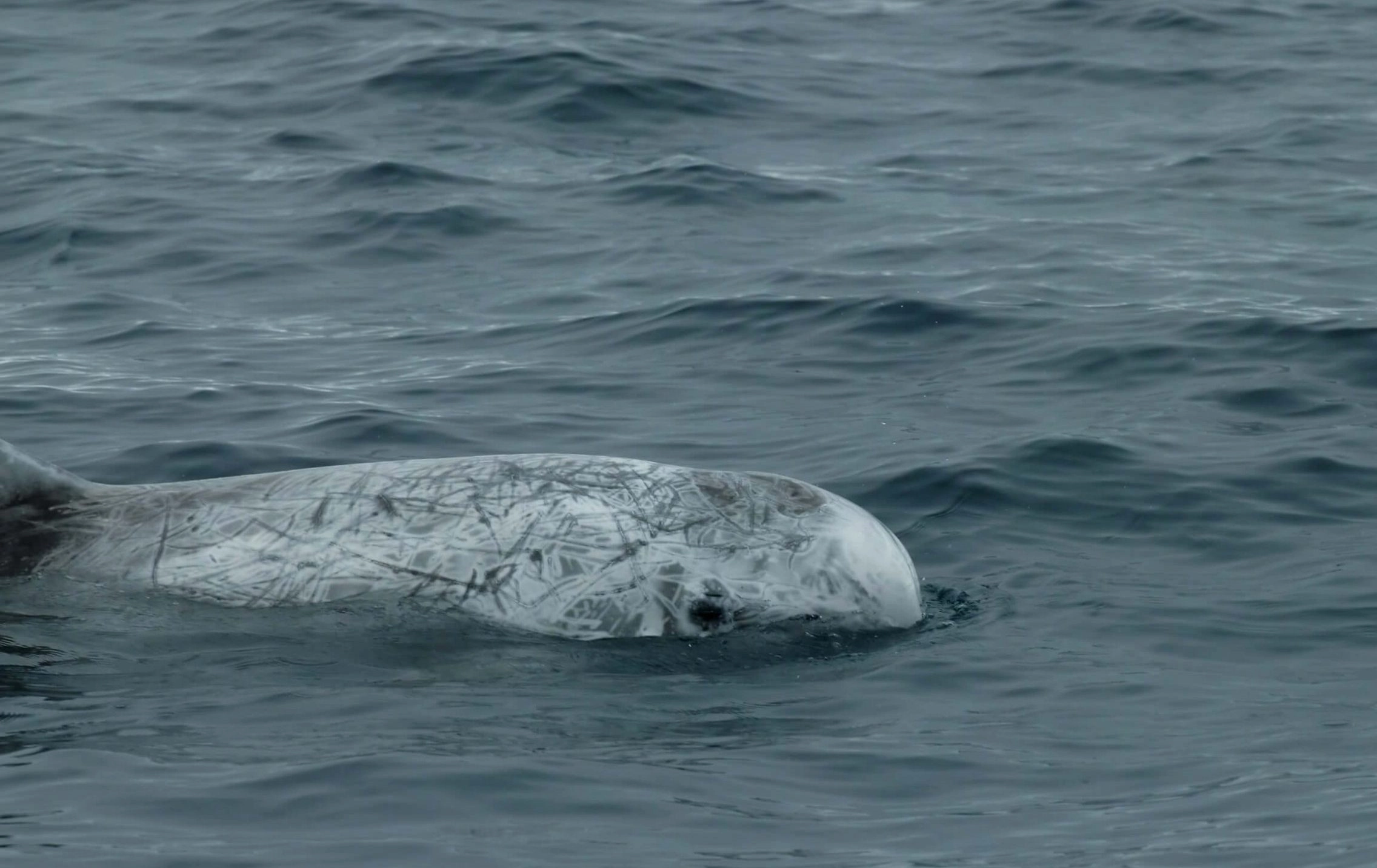 Image Suivi par acoustique passive des mammifères marins
