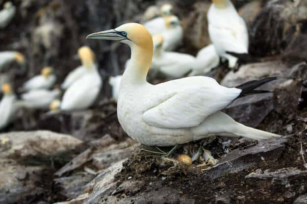 Image Suivi télémétrique des Fous de Bassan