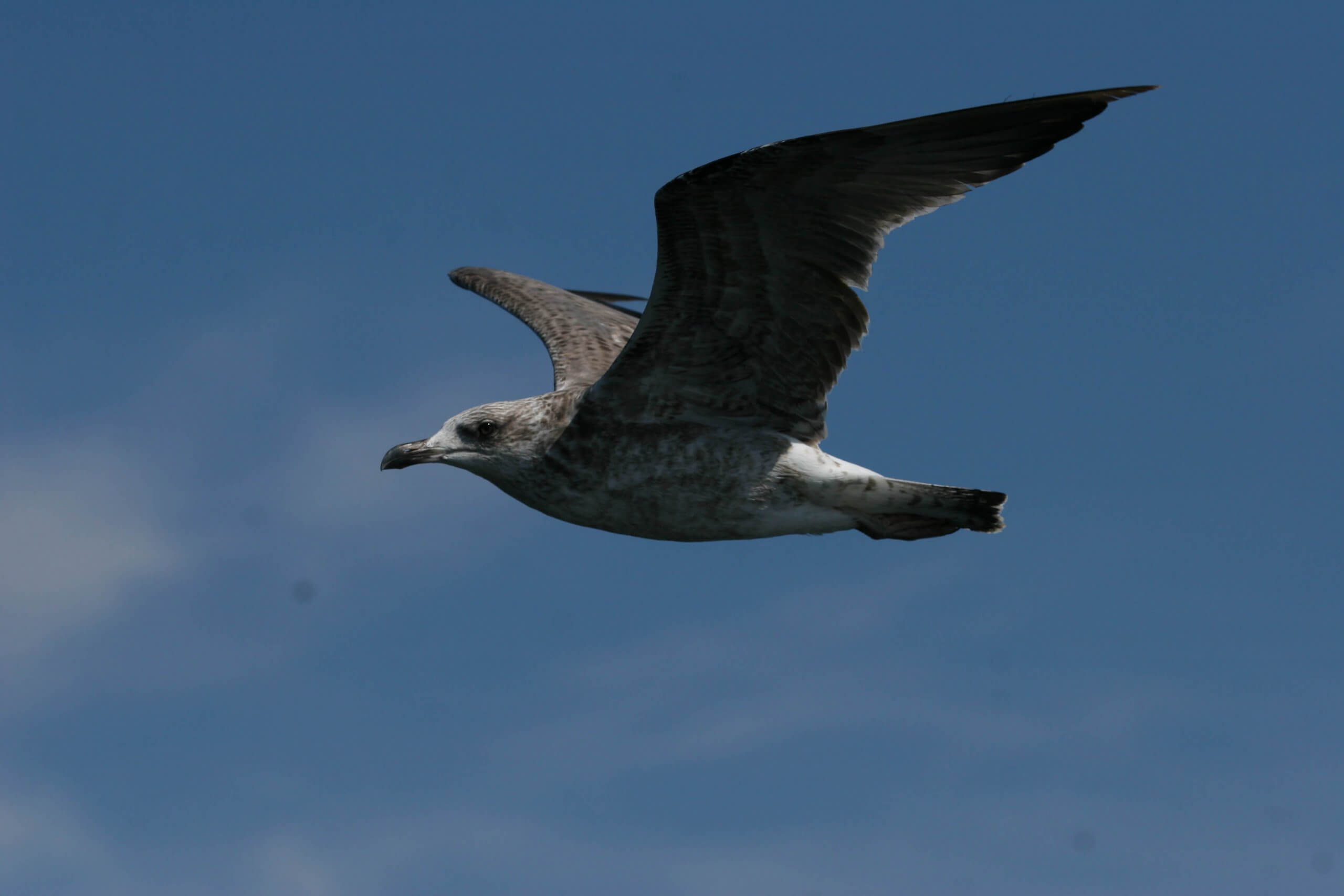 Image Expérimentation d’un système d’évitement des collisions pour l’avifaune