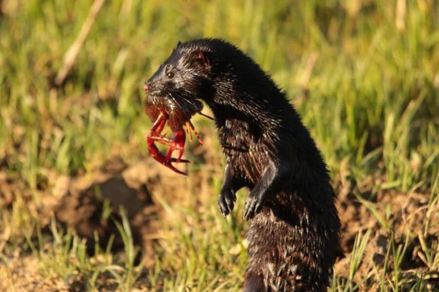 Image Éradication du Vison d’Amérique sur les îles du Trégor – côte de granit rose